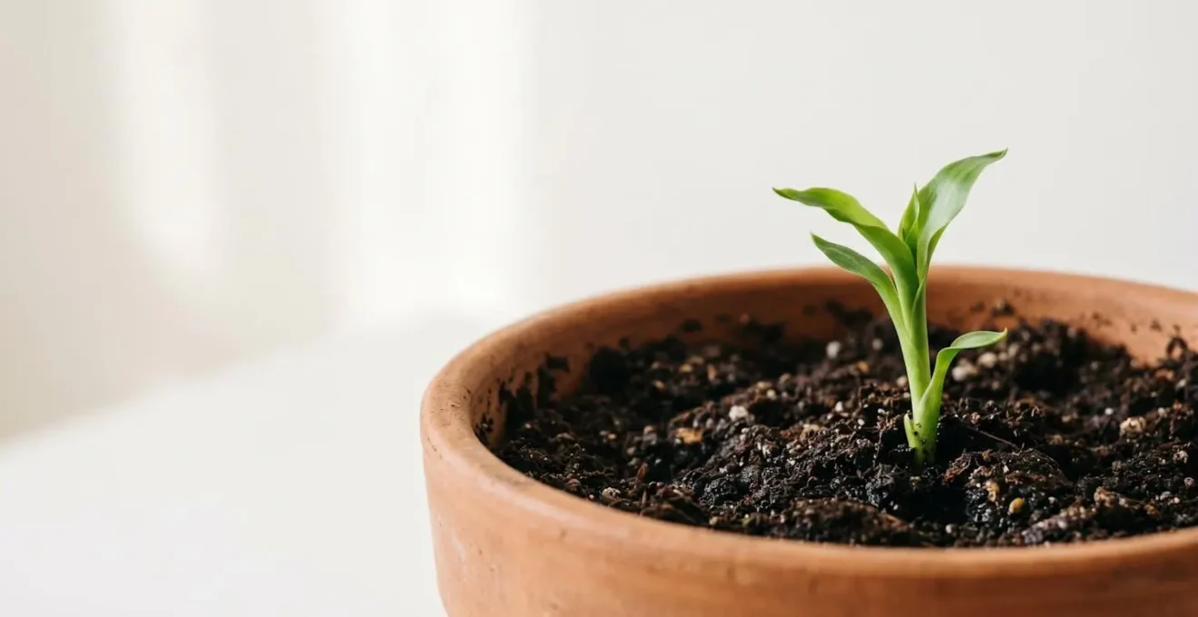 Jeune pousse verte émergeant d'un pot en terre cuite sur fond blanc, symbolisant la croissance naturelle de l'épargne